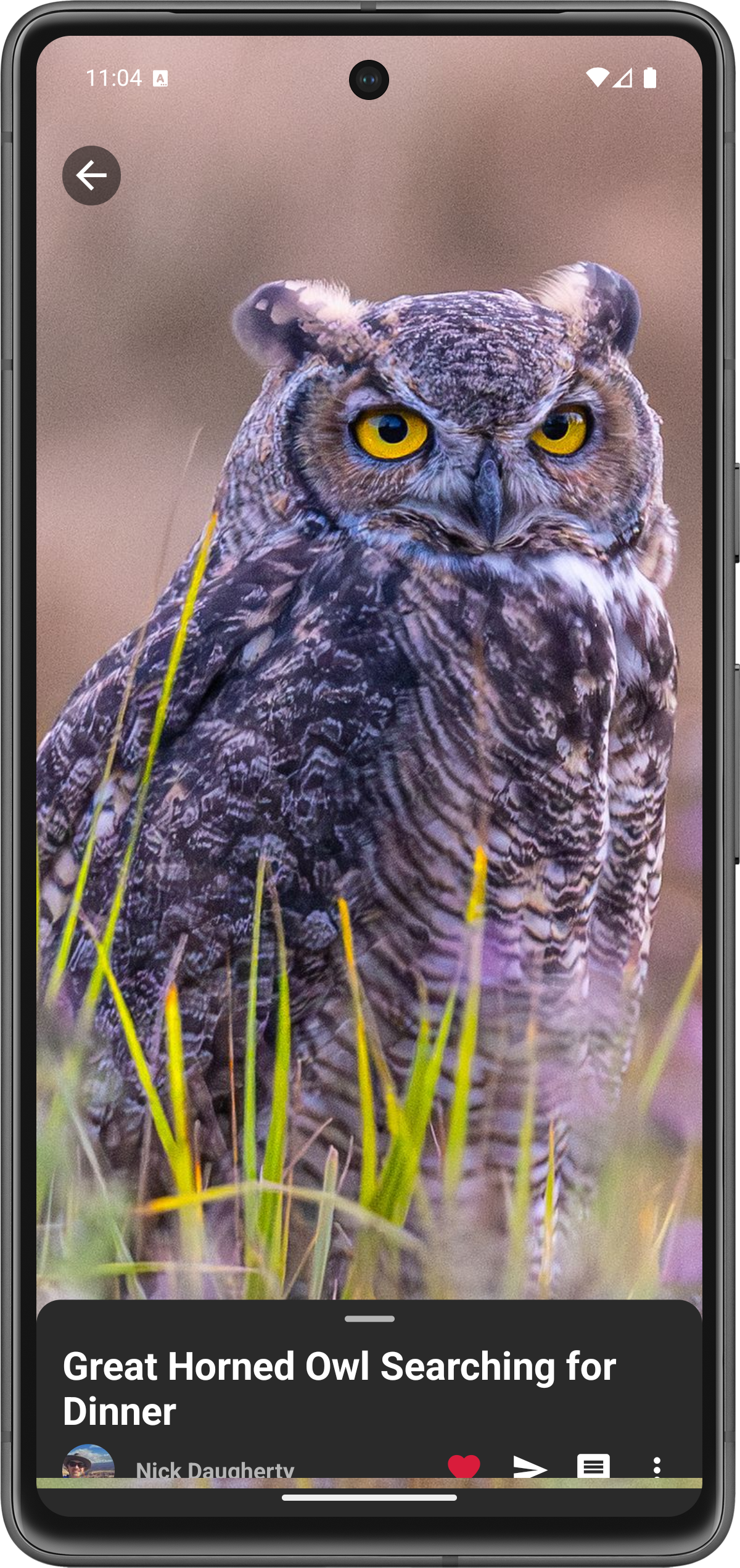 Photo viewer showing wildlife photography